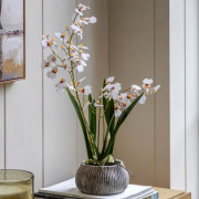 Orchid in a Ceramic Pot - White